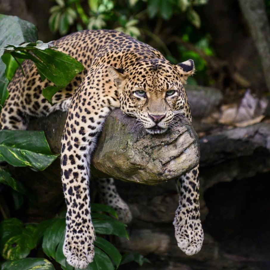 The surprising cost comparison of sustainable vs non-sustainable furniture - Phil Zen Design  - Best 2023 Home Office Chairs Desk & Decor