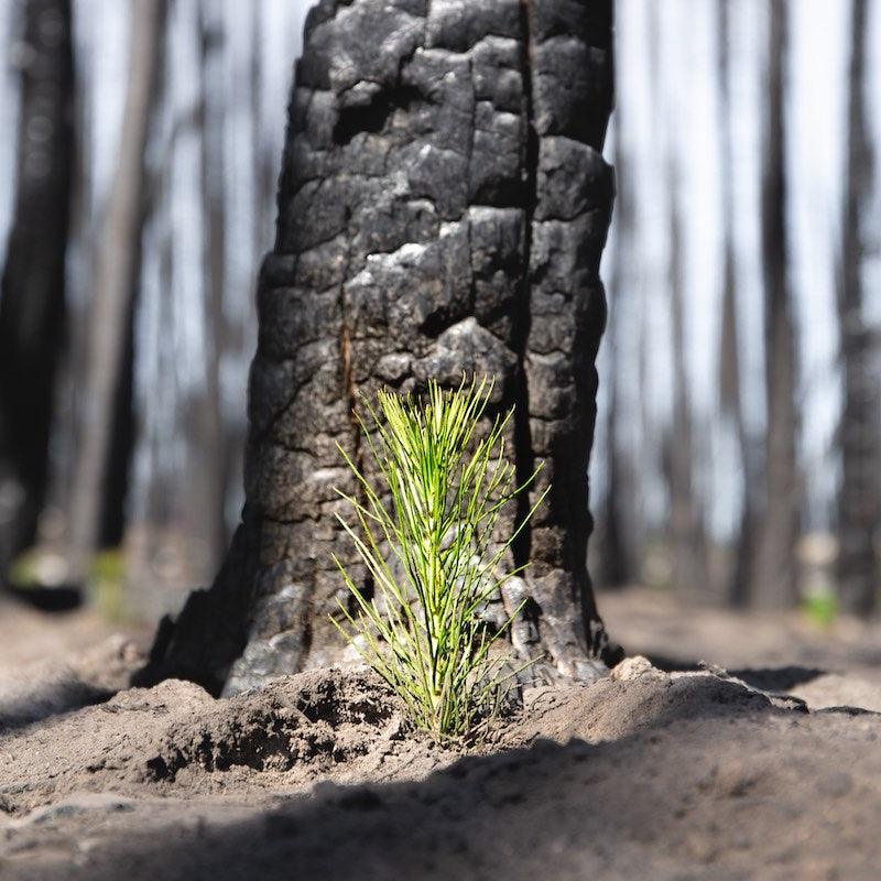 Why and where we plant trees and what impact we make thanks to you - Phil Zen Design  - Best 2023 Home Office Chairs Desk & Decor