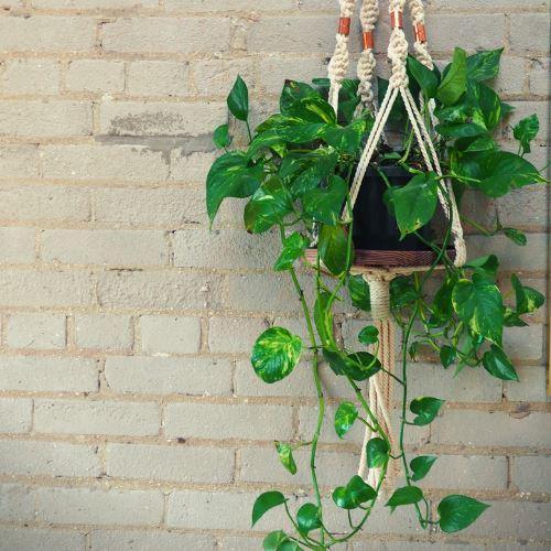 Our Selection of Prefered Indoor Plants - Phil Zen Design  - Best 2023 Home Office Chairs Desk & Decor