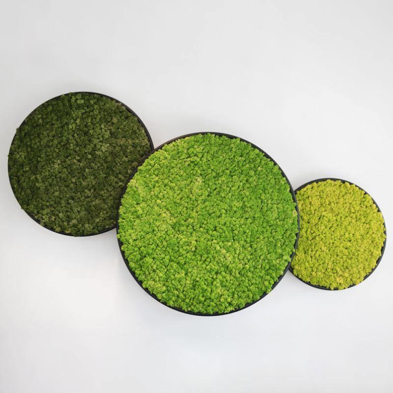 G-Circle Moss Acoustic Panels - Best 2023 Home Office Chairs Desk &amp; Decor
