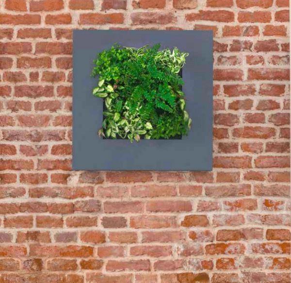 Alternatives for a moss wall - Mobilane