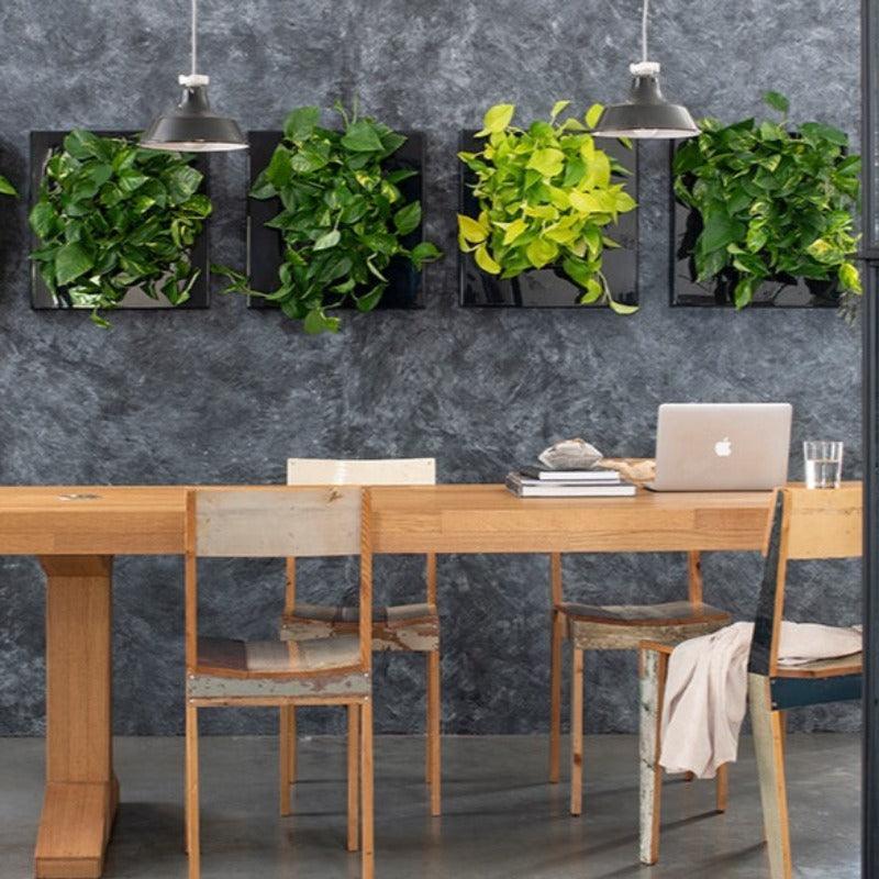 indoor plant wall frame Live Picture Innovative Plant Wall Frame I Suite Plants by Phil Zen